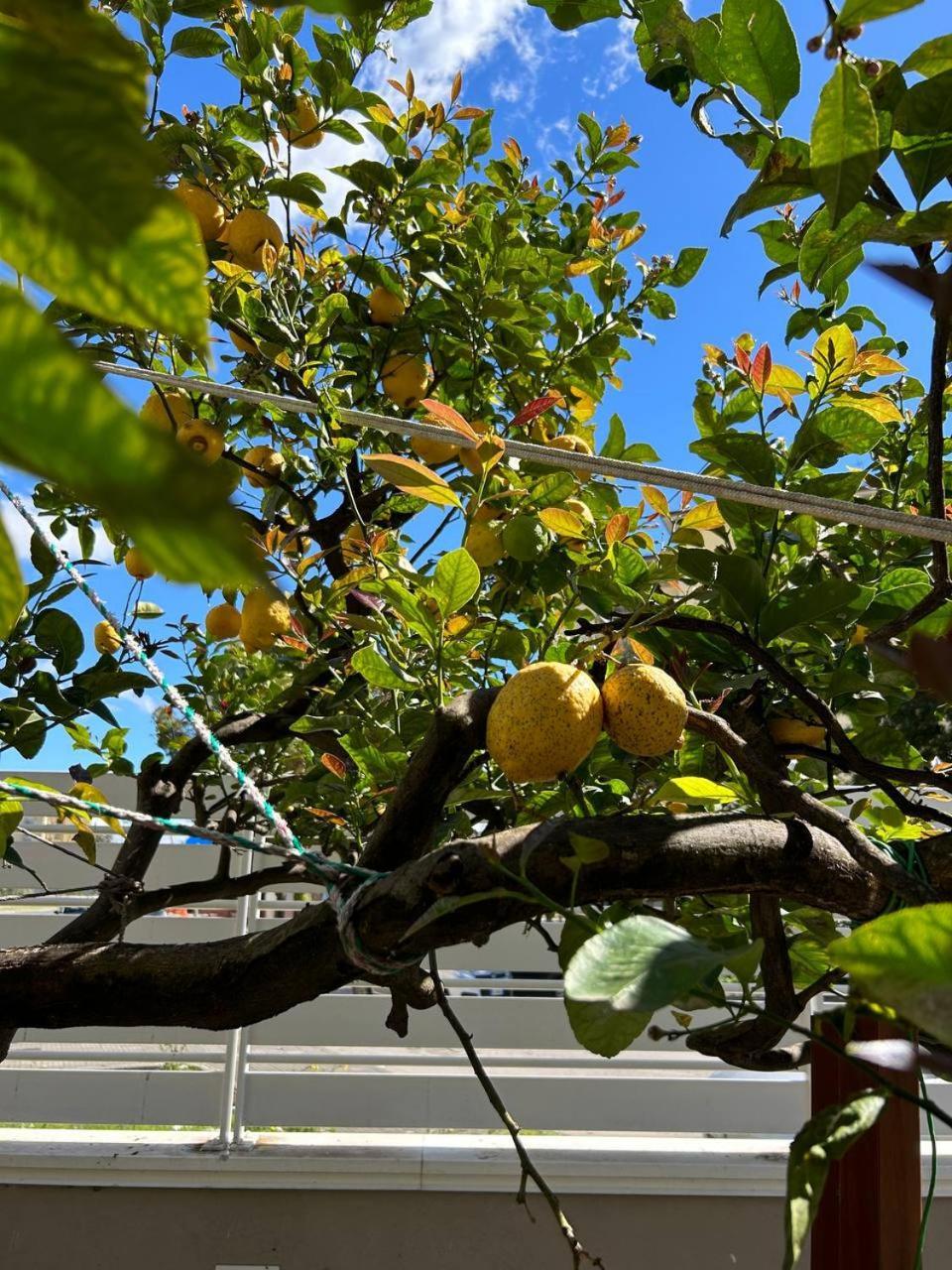 B&B La Ginestra 스카파티 외부 사진